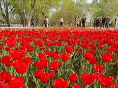 -石家庄市植物园