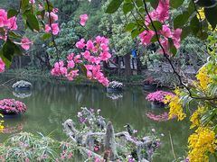 -深圳仙湖植物园
