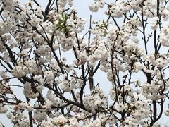 -观澜湖生态运动公社