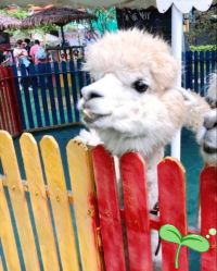 -萌宠亲子动物乐园(槐房万达店)