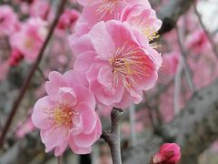 -无锡梅园公园