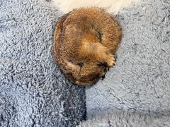 -有猫主题·治愈系猫咖(曾厝垵店)