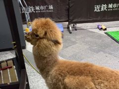 -1013 PET SHOP 宠物商店(近铁城市广场店)