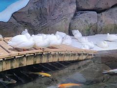 -海合安青岛极地海洋公园