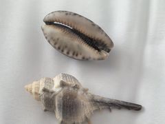 -贝壳沙滩
