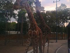 -清迈夜间动物园