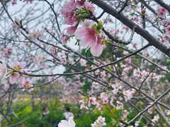 -天适樱花悠乐园