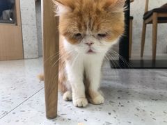 -喵园·猫主题咖啡厅·撸猫·猫咖(国贸店)