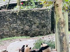 -都江堰中华大熊猫苑