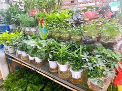 -曲阳花鸟市场(曲阳路店)