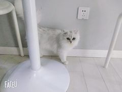 -喵的天空名猫咖啡馆·撸猫·猫舍·用品