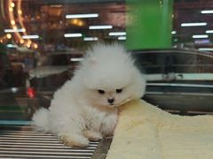 -FAELING PETS美天灵宠物(合生汇店)