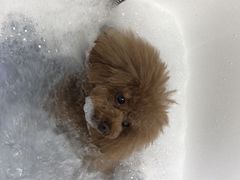 -安安宠医宠物医院·异宠·犬猫内科(岳阳分院)