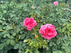 -亚龙湾国际玫瑰谷