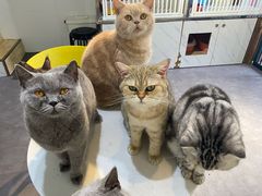 -猫房·猫吧·猫咖(龙湖时代汇店)