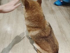 -南京Hallo宠物乐园·哈罗犬舍·柴犬繁育基地