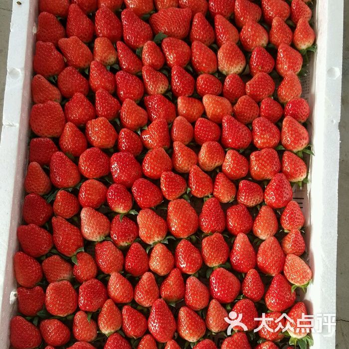 宝山凤冠奶油草莓基地门口风景图片