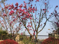 -上海崇明金茂凯悦酒店