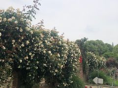 -都江堰玫瑰花溪谷