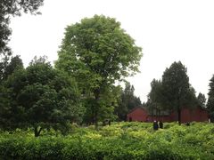 -洛阳白马寺