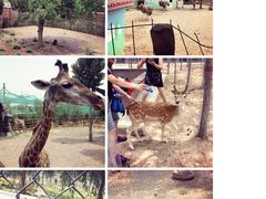 -五龙山野生动物王国