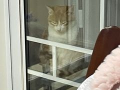 -关爱宠物医院·猫科中心·消化科(滨湖万达分院)