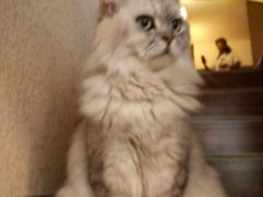 -猫友咖啡店(玉林西路店)
