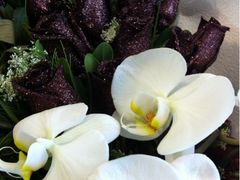 -静岸花卉园艺(三星坊店)