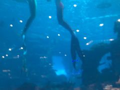 -海棠湾洲际-涛·海底餐厅·美人鱼·自助餐·海底隧道