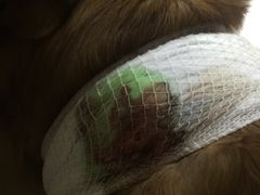 -美联众合宠物医院·爱萌分院·内外科·猫科中心