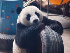 -石家庄市动物园