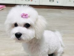 -凯瑞希宠物医院·狂犬免疫·微创·皮肤科