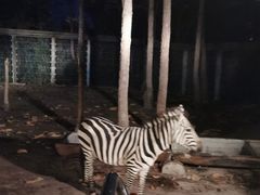 -清迈夜间动物园