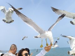 -海驴岛(荣成市)