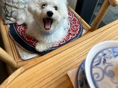 -翊宠yipet猫狗购宠庄园犬舍•猫舍