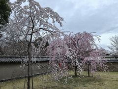 -醍醐寺