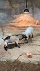 -Zoolung Zoolung动物主题公园(海信广场店)