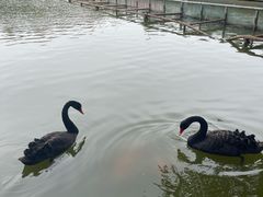-珠海圆明新园