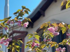 -樱苑(四川北路店)