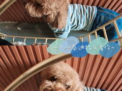 -Tim炒酸奶