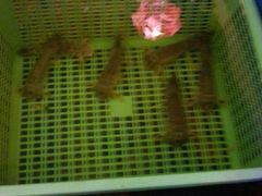 -灯笼馆海鲜餐厅