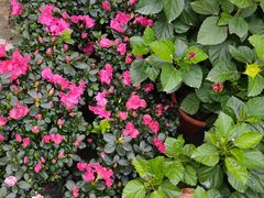 -金科花卉市场