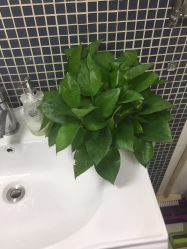 -久匠半永久纹眉