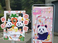 -都江堰中华大熊猫苑