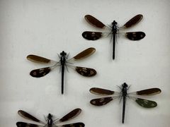 -昆明动物博物馆