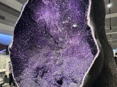 -美国自然历史博物馆