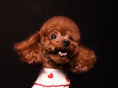 -读宠于你·约克夏比熊·睫角守宫·爬宠售卖(高新店)