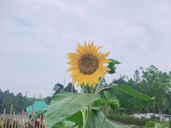 -黄龙溪欢乐田园