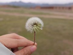 -山丹皇家马场