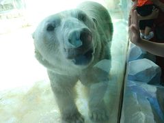 -芜湖新华联大白鲸海洋公园